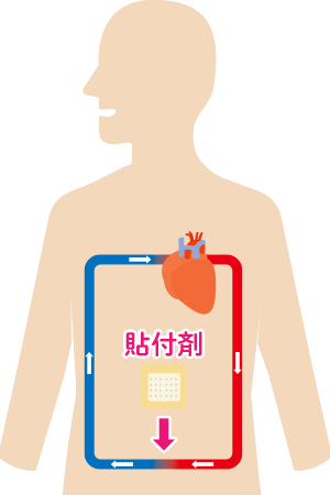 経口剤・経皮吸収型製剤（貼付剤、塗布剤）